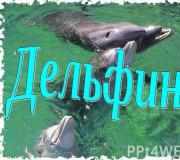Дельфины источников звука и искусственных
